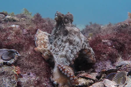 A gloomy octopus among piles of discarded shells at Octlantis