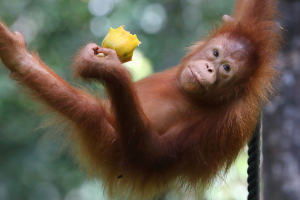 Juvenile Bornean Orangutan thumbnail