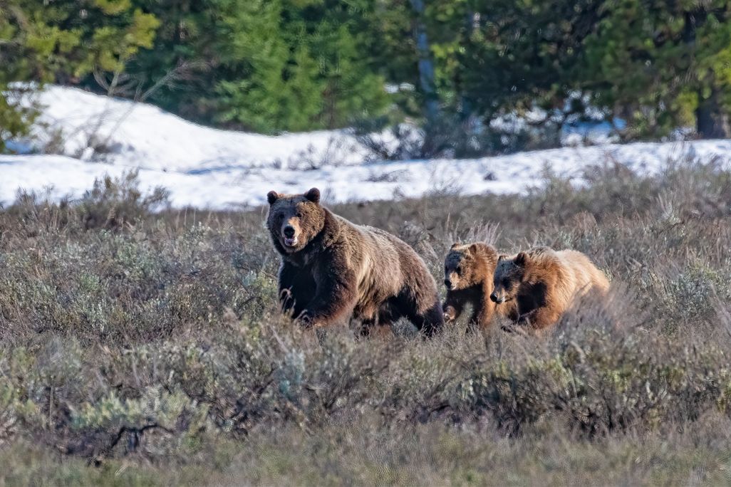 Large bear running with two smaller bears