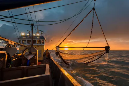 Only a small fraction of the world&rsquo;s fisheries&mdash;roughly 2 percent&mdash;are currently monitored by observers, meaning the vast majority of fishing activity, including the bycatch of protected species, happens without oversight.