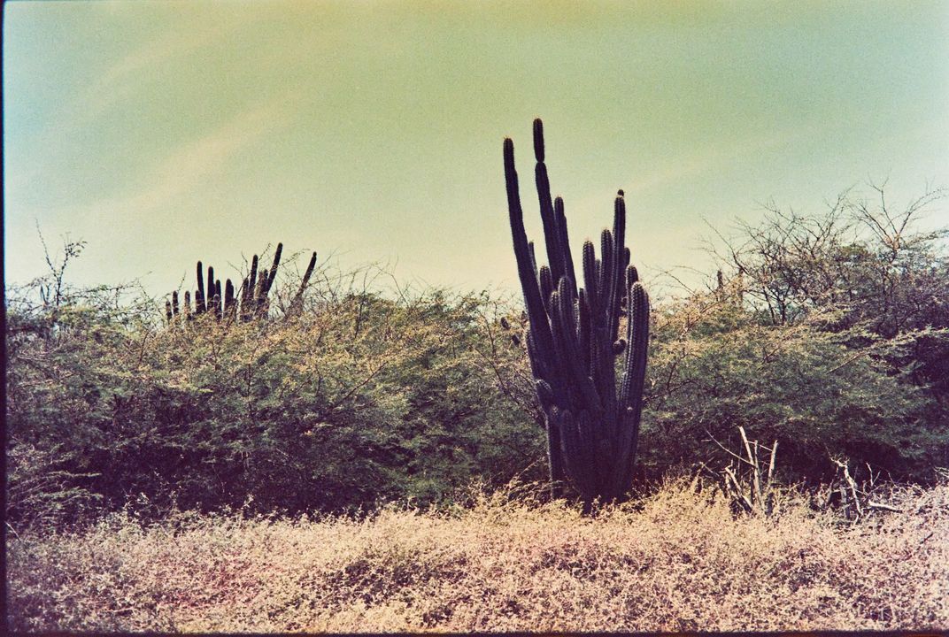 A cactus grows near Jamaica's Norman Manley Highway