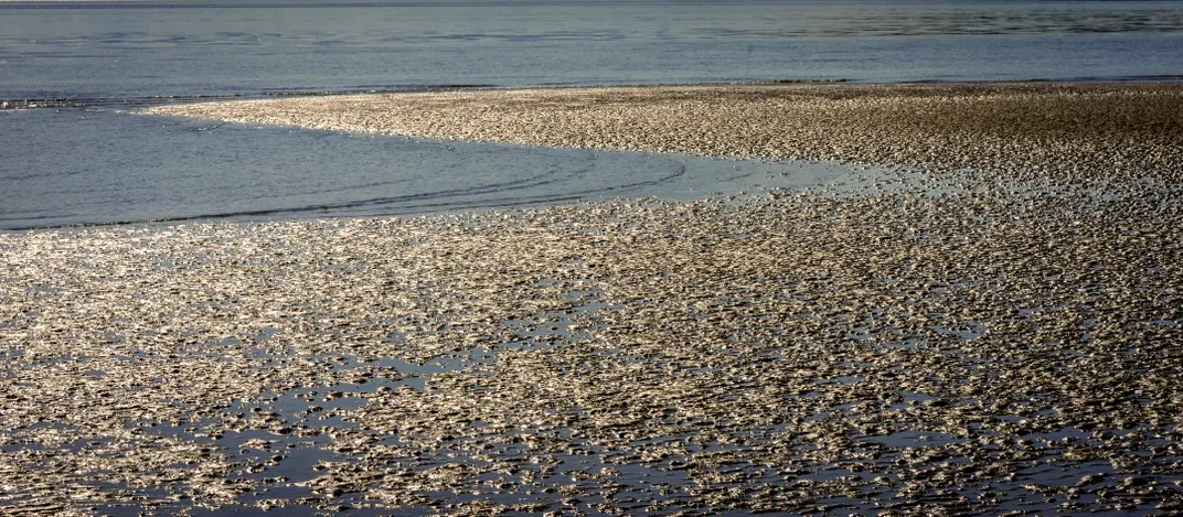 Low tide on Whidbey Island WA | Smithsonian Photo Contest | Smithsonian ...