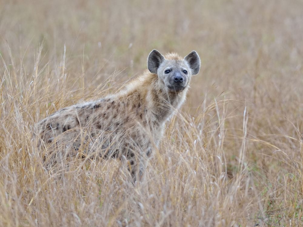 hyenas in africa