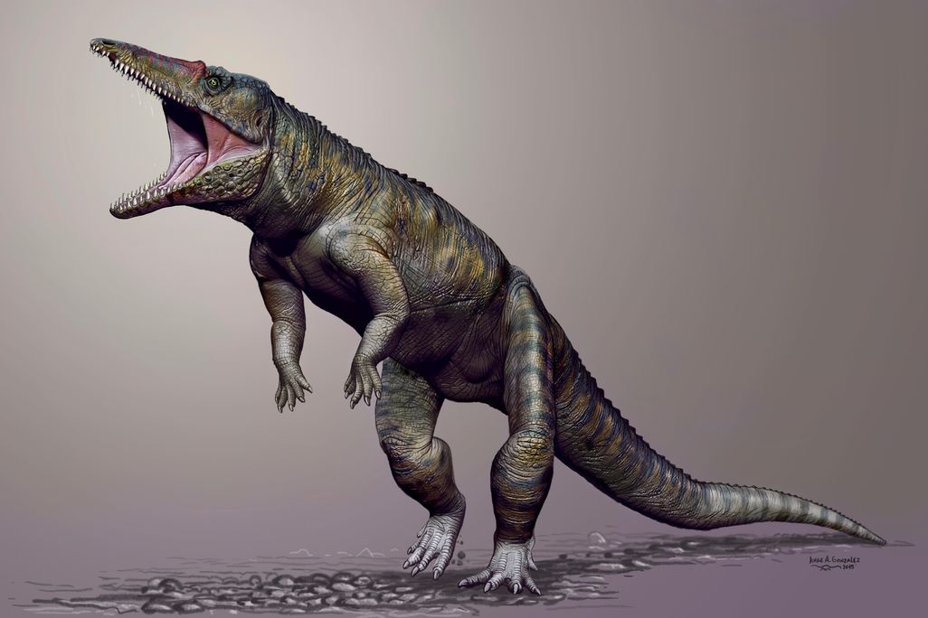 Croc