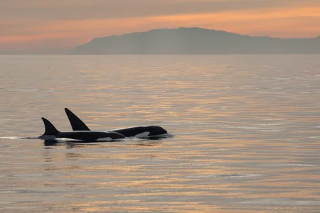 Scarce resources could push killer whales into menopause. 