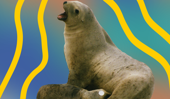 sea lion.png