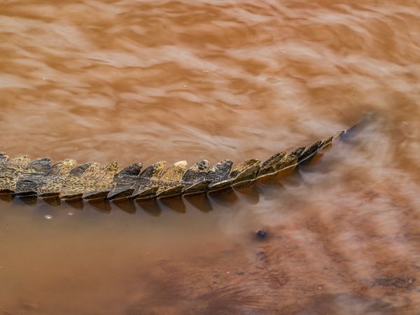 Nile Crocodile thumbnail