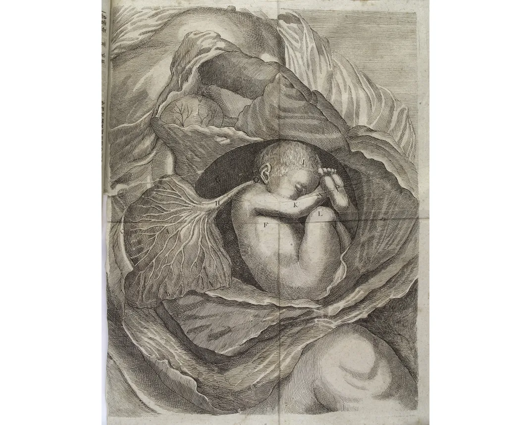 17th century C-Section