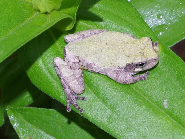 A small frog sitting on a flower leaf. thumbnail