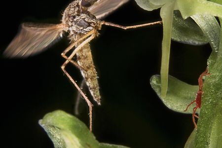 A mosquito feeding on a small Northern Bog Orchid (Platanthera obtusata)
