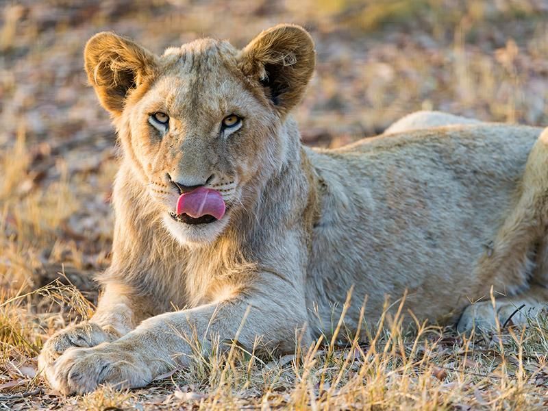 lion eating cheetah