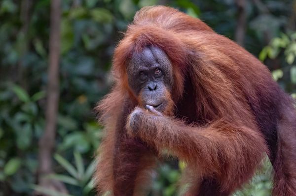 A mature female Orangutan thumbnail
