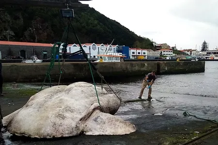 The giant sunfish found floating near Faial Island in the Azores archipelago