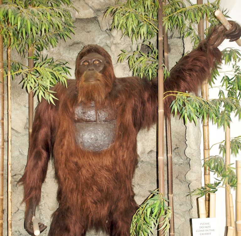 gigantopithecus