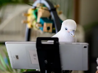 Scientists Taught Pet Parrots to Video Call Each Other—and the Birds Loved It image