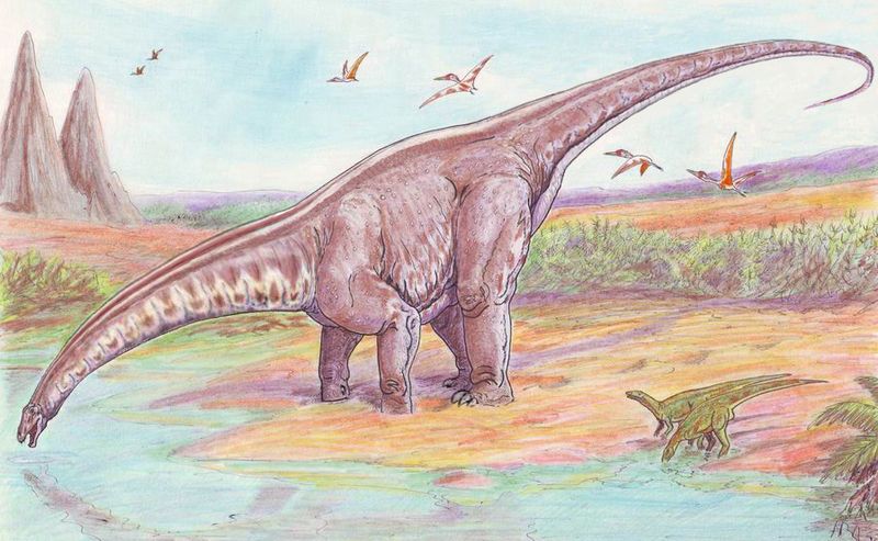 A restoration of Apatosaurus