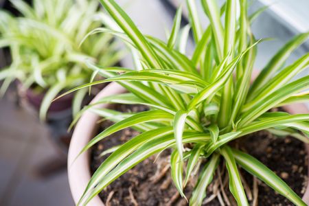 Could spider plants alert you of carbon monoxide, or even the flu, lurking in your home?
