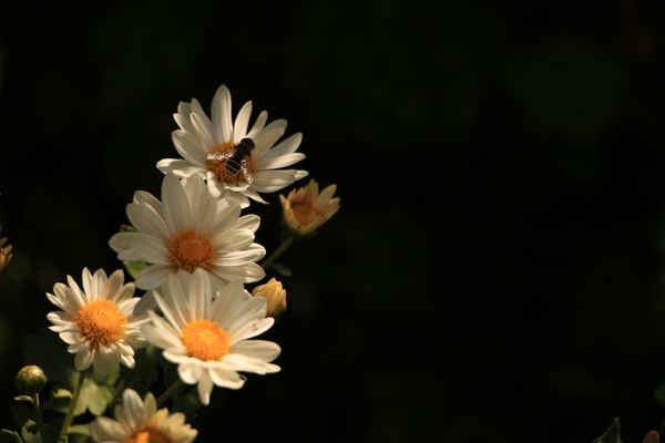 Where Light Blooms thumbnail