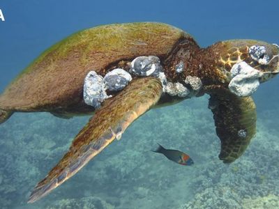 An endangered green sea turtle in Hawaii that has contracted fibropapillomatosis. 