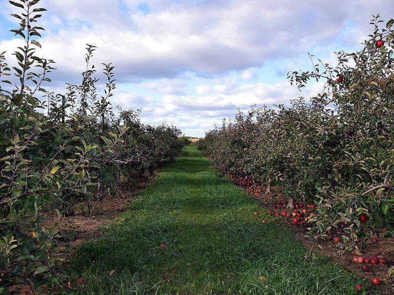 Through the Apple Orchard Smithsonian Photo Contest Smithsonian