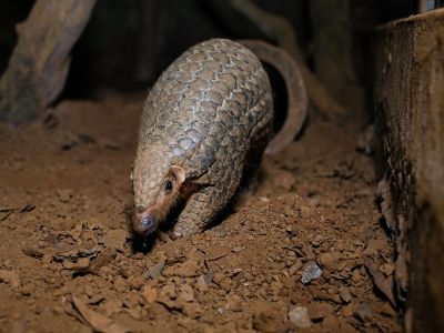 A pangolin emerges from an underground tunnel at night at Save Vietnam&rsquo;s Wildlife, a group that runs a pangolin conservation program inside the Cuc Phuong National Park in Vietnam.
