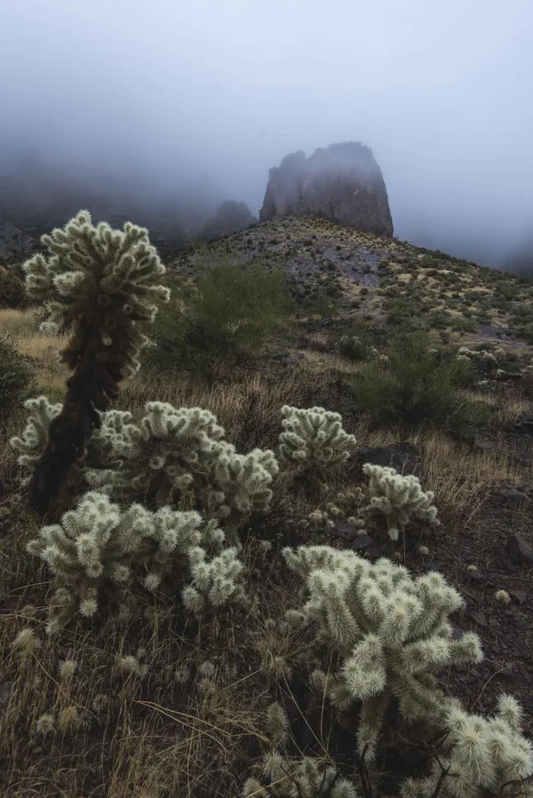 Mystical Chollas thumbnail