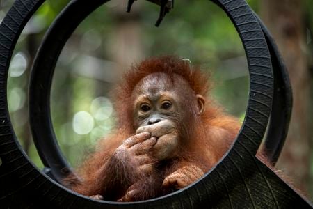 Five-year-old Segi, rescued in 2021, learns how to climb at &ldquo;jungle school,&rdquo; run by the Borneo Orangutan Survival Foundation.