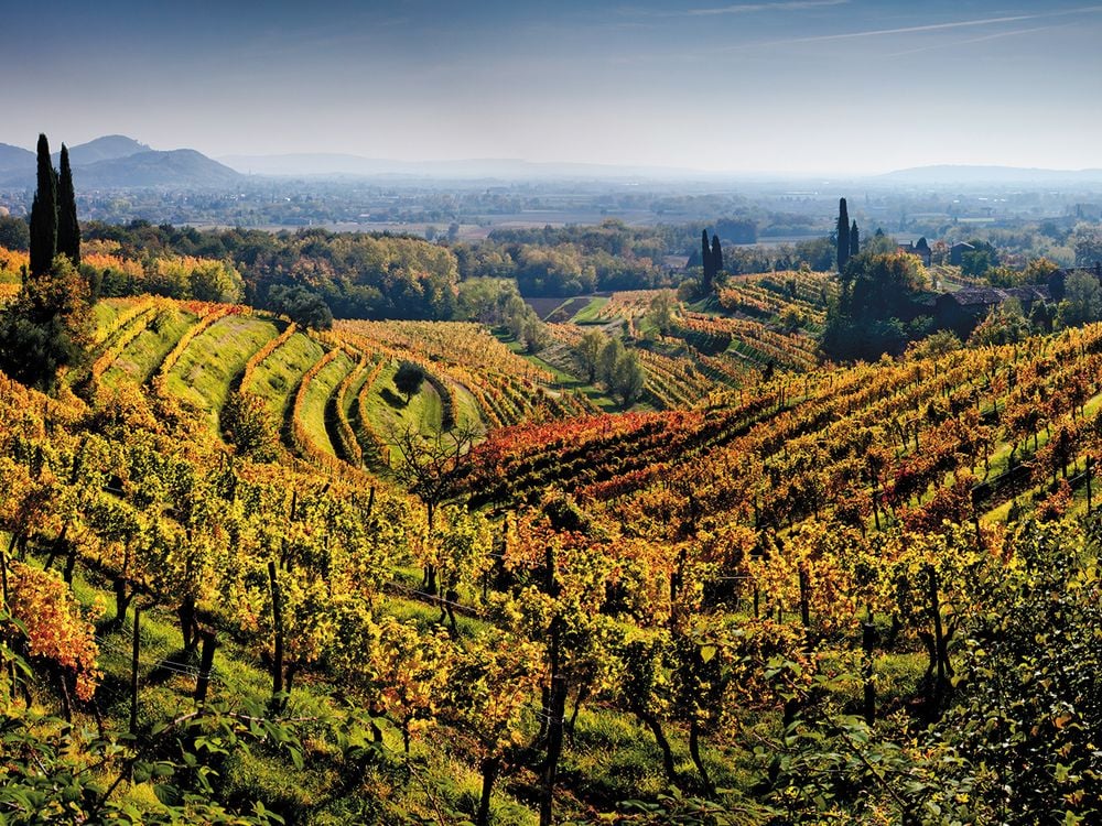 Friuli vineyard