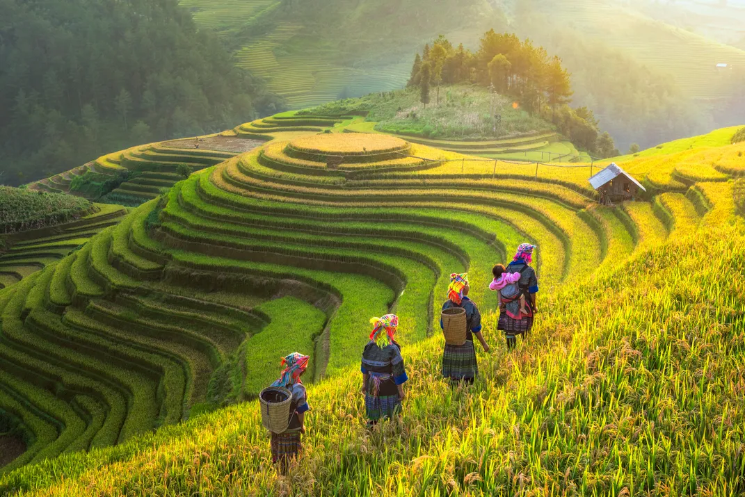 The terraced rice fields of Sapa, Vietnam