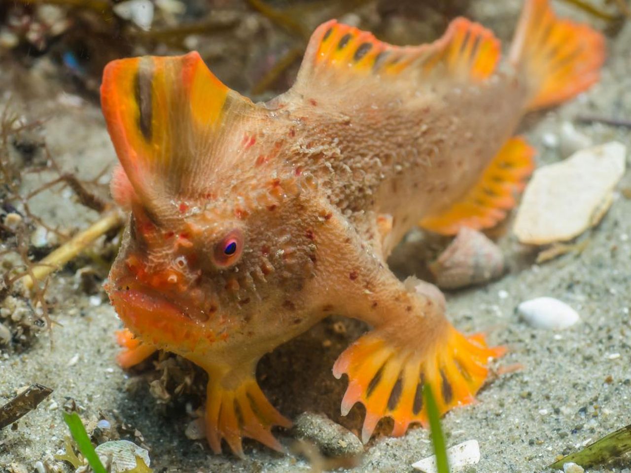 Very Rare Fish Species