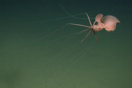 The squid emerged from the darkness at a depth of nearly two miles below the surface.