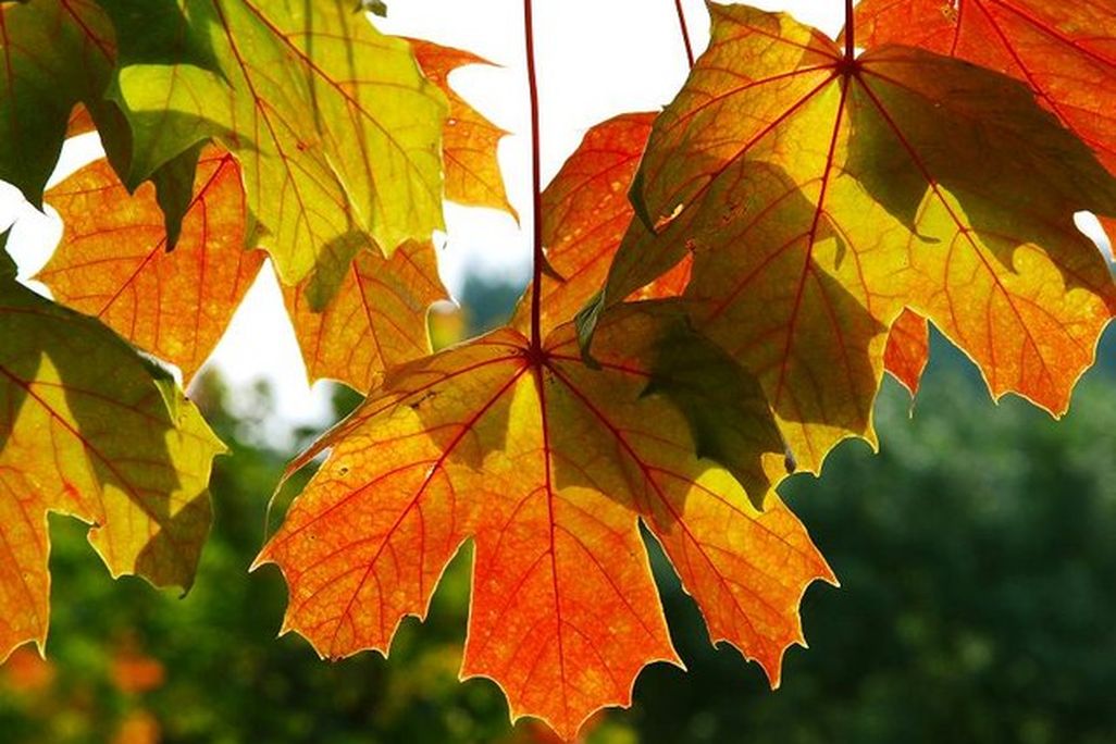 Autumn Leaves