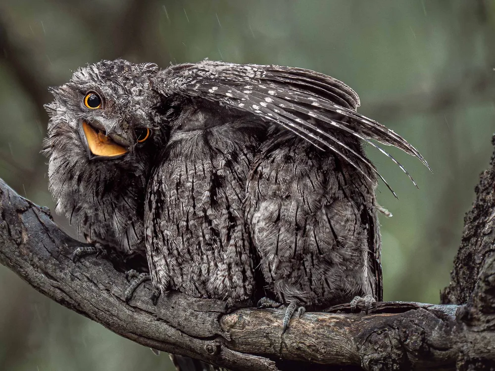 three grey fledgling birds sit on a branch, one with its wing over the others' heads and its eyes and beak open wide