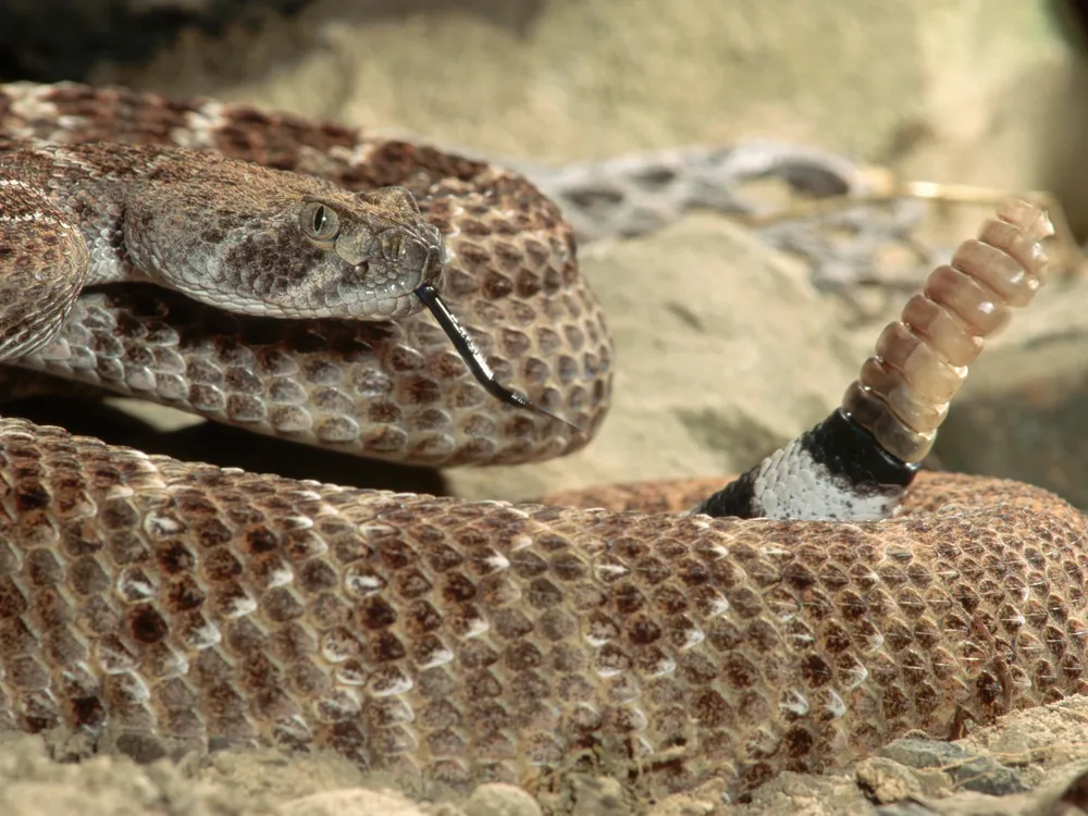 Western diamondback rattlesnake, which has light and dark brown patterning, sits coiled with its rattle held upright