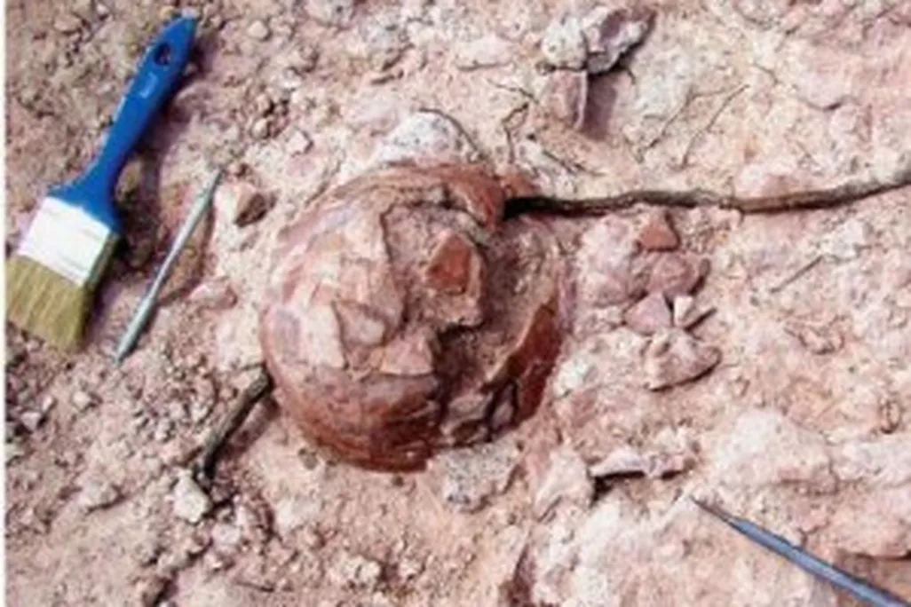 20110520083229dinosaur-egg-300x247.jpg