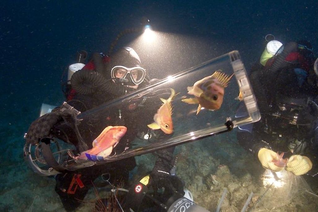 collecting fish