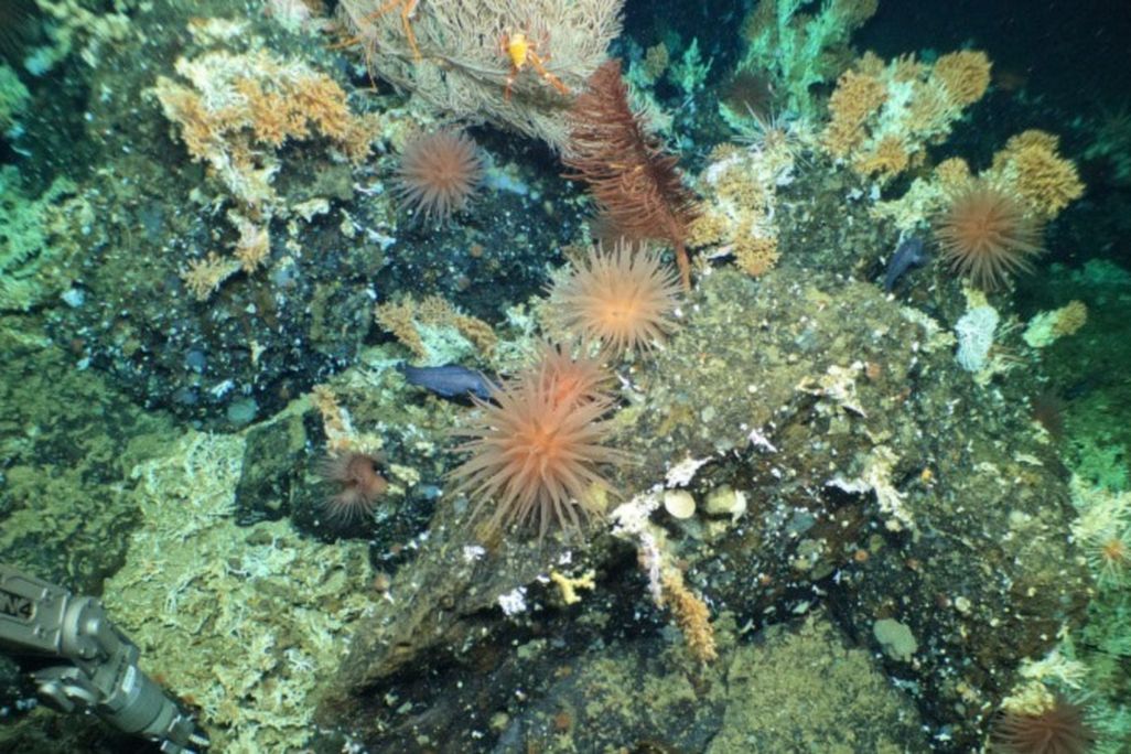 Coral reef with lobster, anemone, sea stars, fish