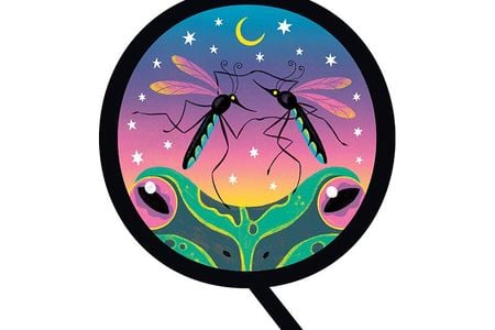 While mosquitoes can be pesky, they're an important part of the food chain.