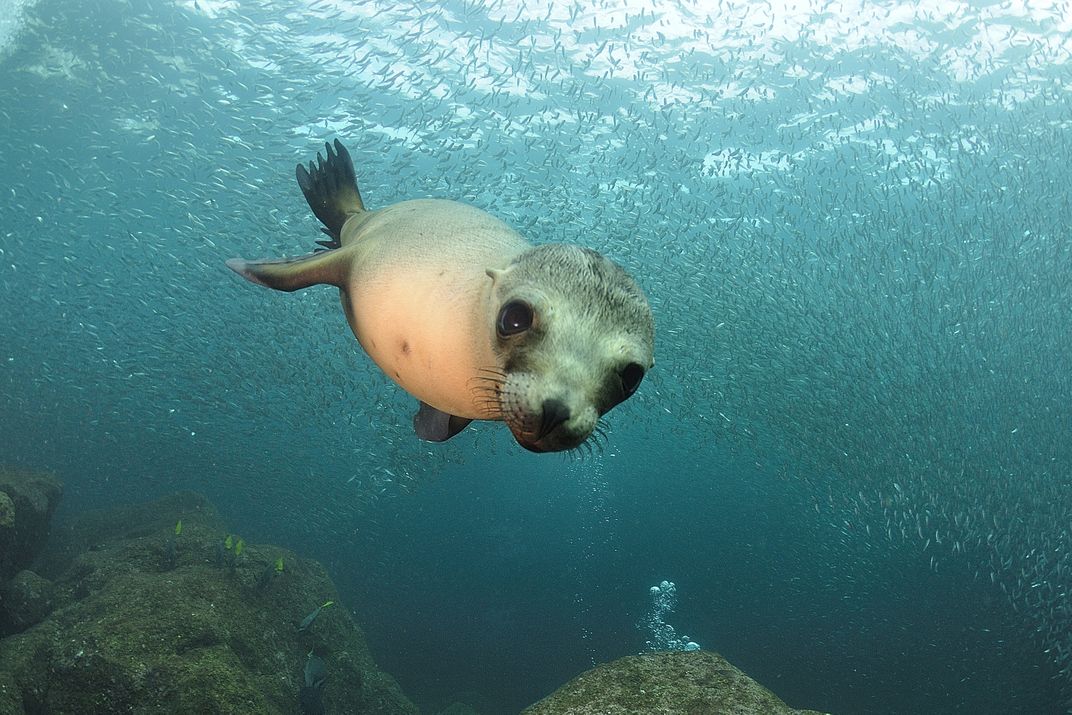 A curious sea lion in the Sea of Cortez