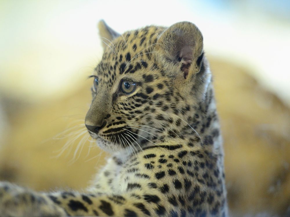 12_22_2014_leopard.jpg