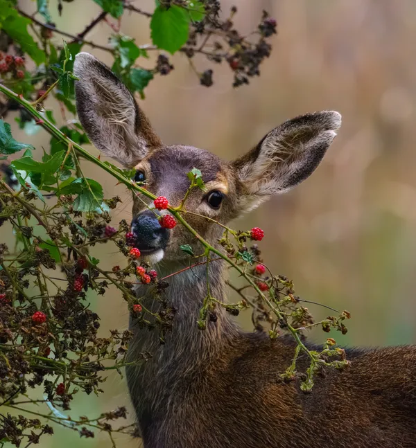 Bambi eating Blackberries thumbnail