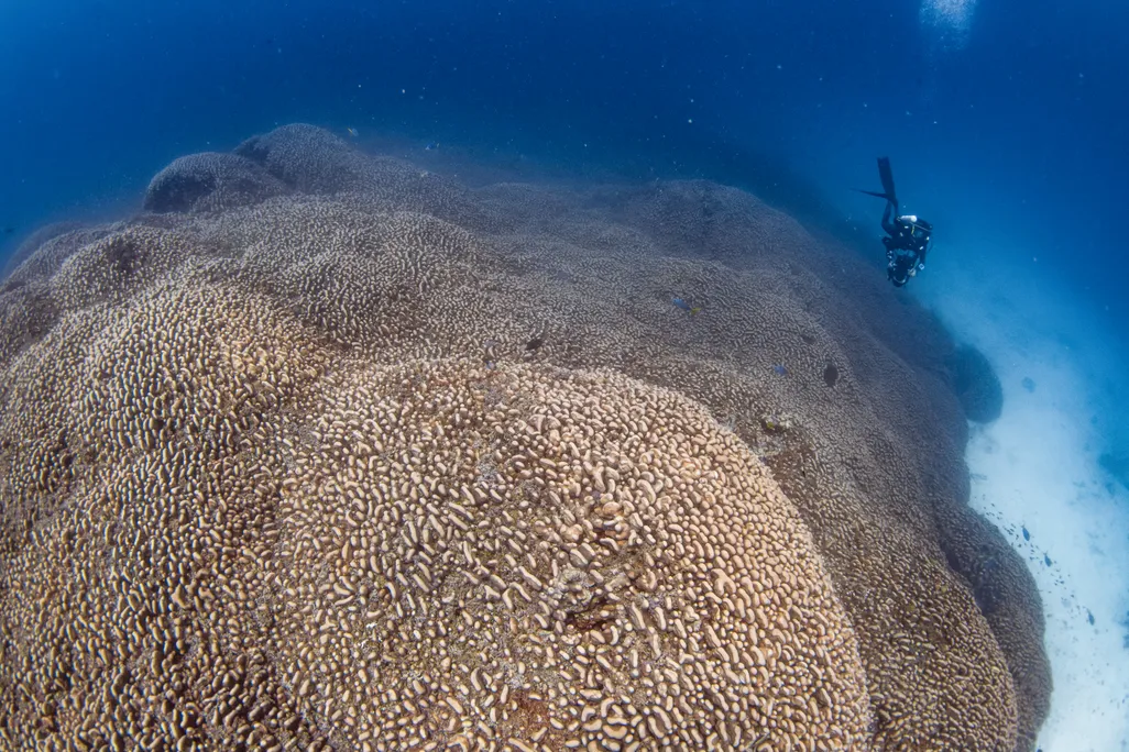 Huge brown blob with scuba diver swimming nearby