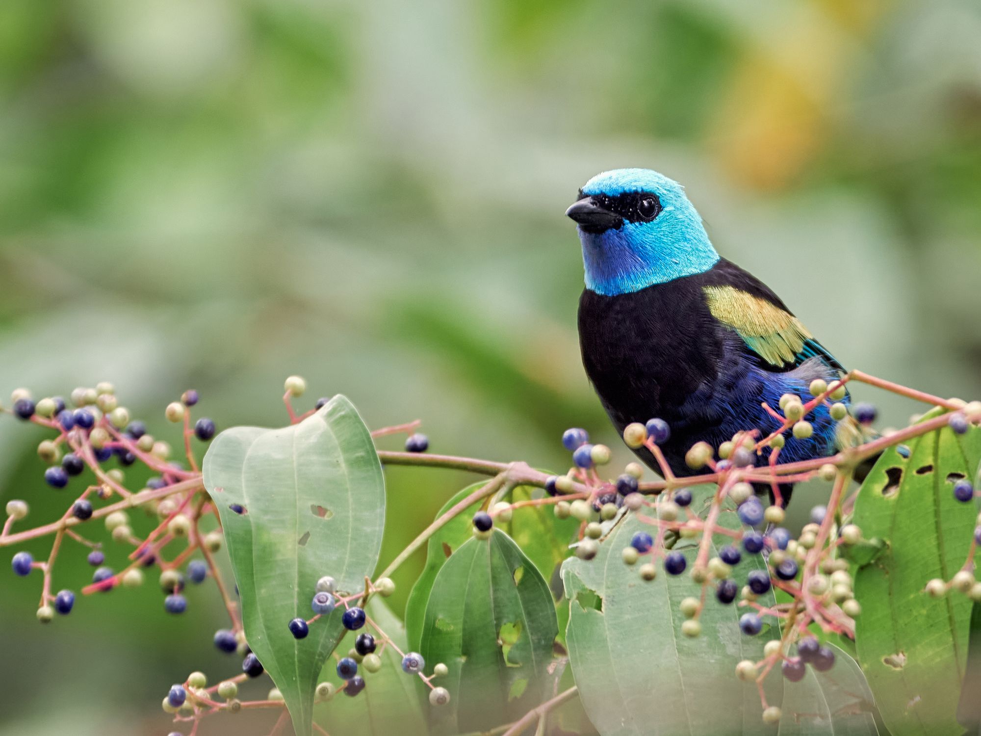 Bird-friendly Coffee Takes Wing and More Programs in February ...