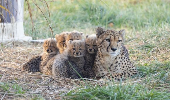 Cheetah mother and cubs huddled together in the grass