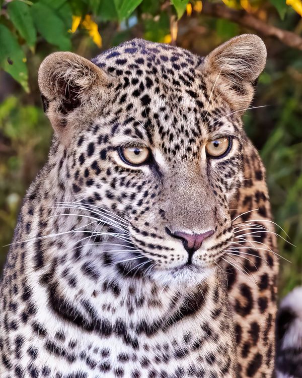 Portrait of a Leopard thumbnail
