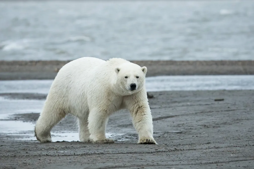 Polar bear walking across a beach with water behind