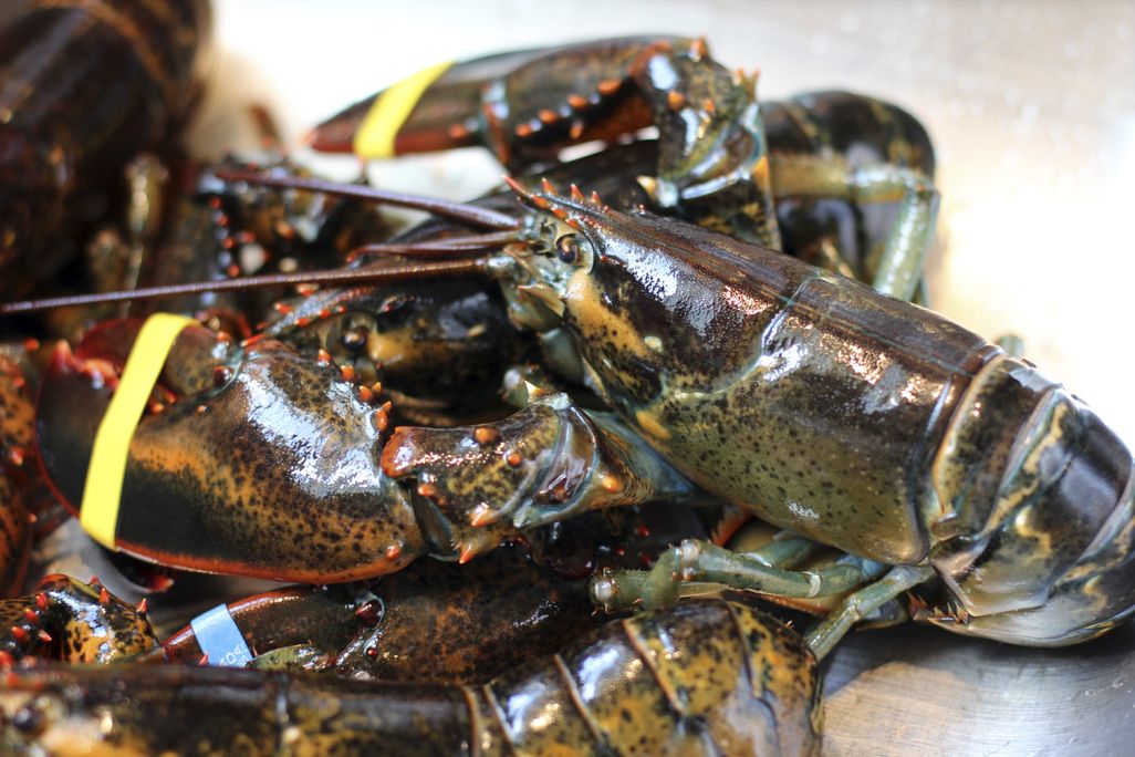 lobsters
