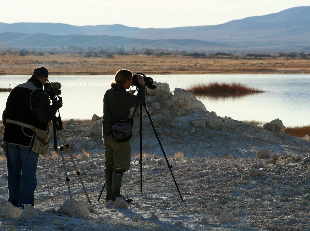 Christmas Bird Count Counters