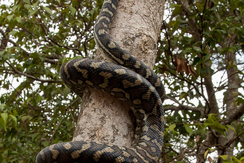 Python