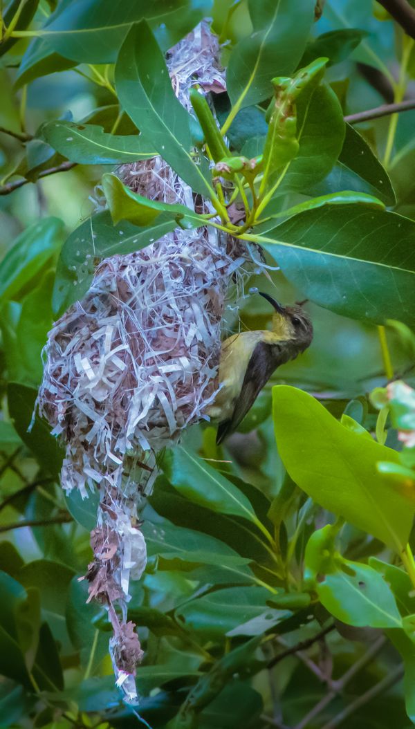 A female Olive-backed Sunbird building nest in a mangrove tree. thumbnail